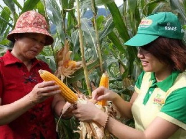 Cây trồng biến đổi gen: Hướng đi mới cho nông nghiệp