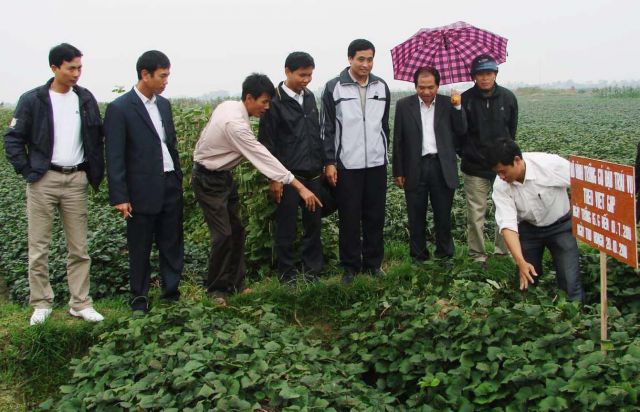 Huyện Kim Thành: Hướng dẫn kỹ thuật áp dụng Vietgap vào trồng củ đậu.