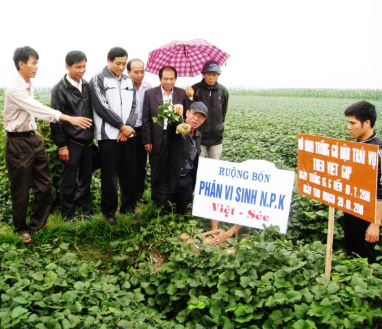 Củ đậu trồng theo quy trình vietgap cho năng suất và giá trị thu nhập cao