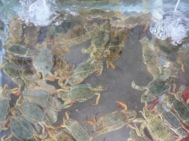 Sản xuất thành công cua giống bằng thức ăn công nghiệp