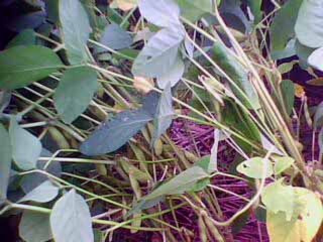 Hai giống đậu tương DT 2008 và ĐT 20 cho năng suất đạt từ 21,6 đến 27,3 tạ/ha