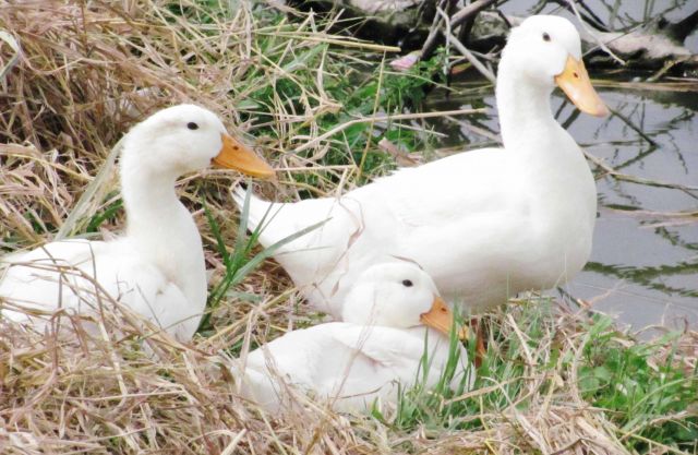Hải Dương: tiêu hủy gần 4100 con gia cầm.