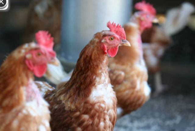 Những điều nên biết về chủng vi rút chết người H7N9