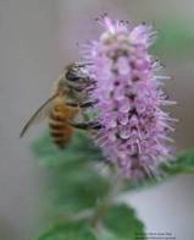 Bảo hộ chỉ dãn địa lý “MÈO VẠC” cho sản phẩm mật ong Bắc Hà