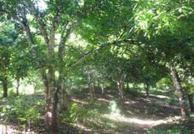 BẢO HỘ CHỈ DẪN ĐỊA LÝ “YÊN CHÂU” CHO SẢN PHẨM XOÀI TRÒN