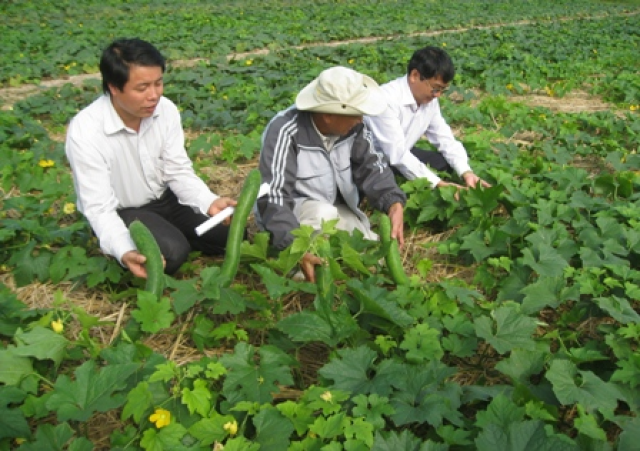 Giống bí xanh số 2 cho hiệu quả kinh tế cao.