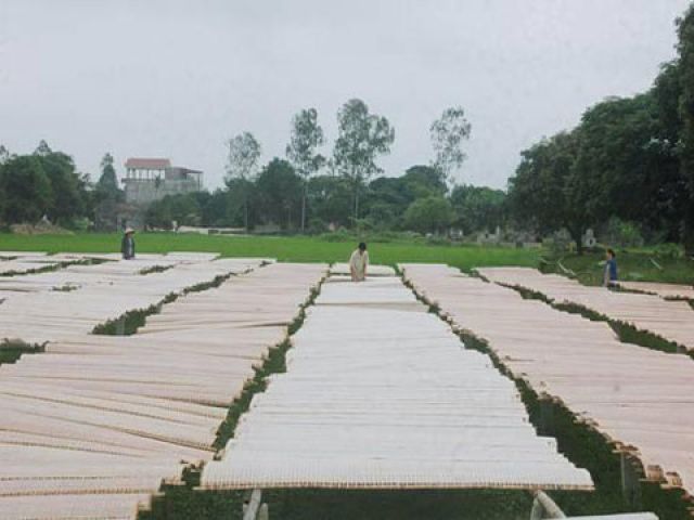 Xây dựng nhãn hiệu tập thể "Bánh đa nem làng Chều"