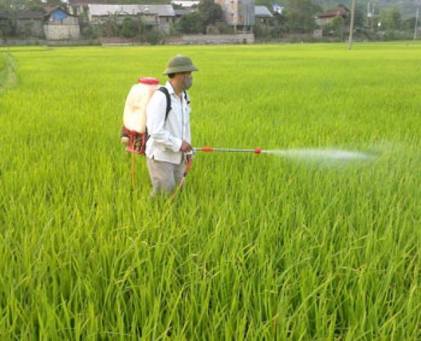 Dự báo dịch hại từ nay đến cuối vụ trên cây lúa và cây vụ đông 2013 - 2014.