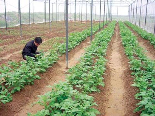 Một số giải pháp sản xuất vụ đông 2013 – 2014