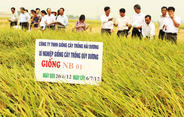 Giống lúa NB-01 và Bắc thơm số 7 kháng bạc lá đạt năng suất cao.