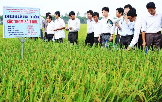 Công ty TNHH MTV Giống cây trồng Hải Dương cung ứng, dịch vụ giống cây trồng vụ mùa.