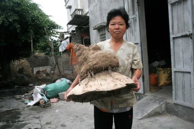 Cây nấm khổng lồ ngay trong vườn nhà