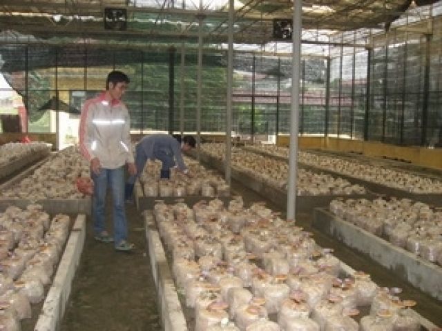 Trồng nấm linh chi ở Tiên Yên cho hiệu quả cao