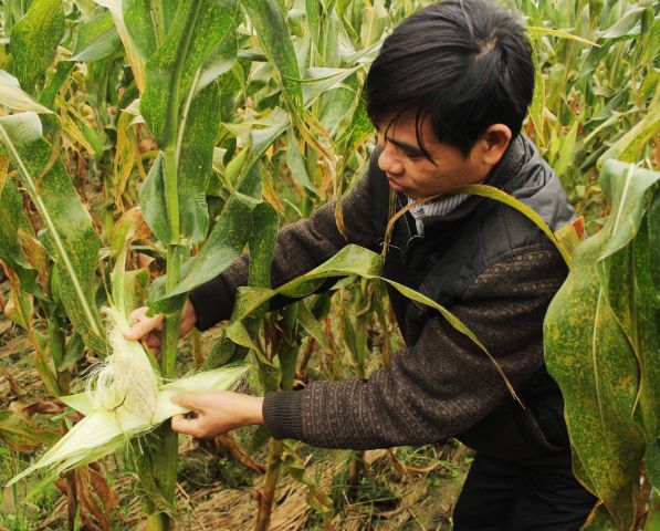 Hiệu quả từ mô hình trồng ngô không làm đất ở huyện Thanh Miện.