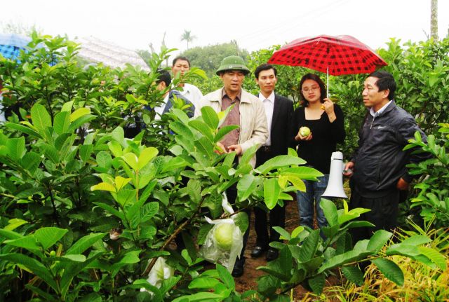 Trồng ổi Lê Đài Loan tại Hải Dương