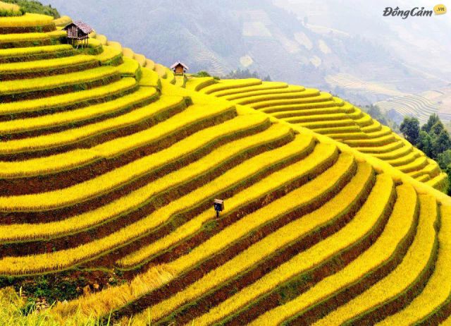 Phục tráng thành công giống lúa Bao thai Chợ Đồn