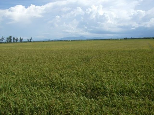 Chứng nhận nhãn hiệu cho lúa giống Hương Điền