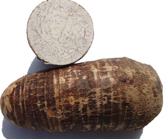 Giải pháp đột phá nhân giống cây trồng đặc sản