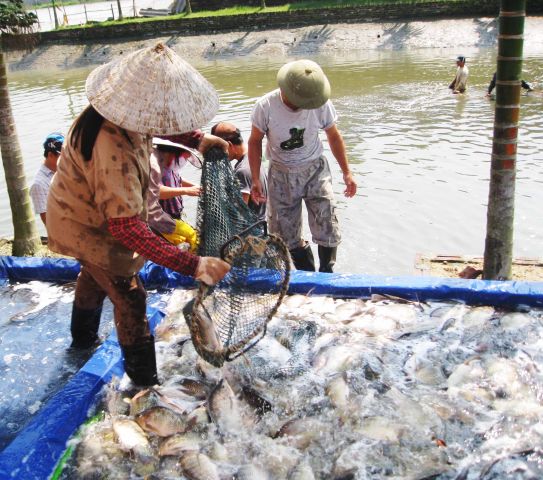Bước phát triển mới của thủy sản Hải Dương