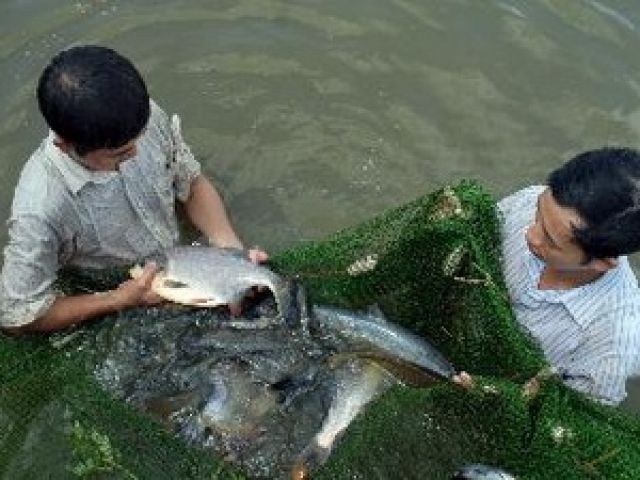 Áp dụng tiêu chuẩn VietGAP trong nuôi trồng thủy sản