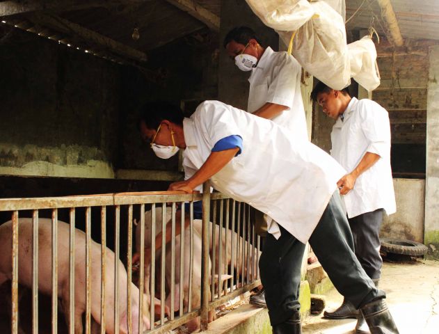 Chi cục Thú y tỉnh Hải Dương tăng cường công tác quản lý động vật trên địa bàn tỉnh.