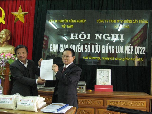 Công ty TNHH MTV giống cây trồng Hải Dương: Nhận quyền sở hữu giống lúa nếp DT 22.