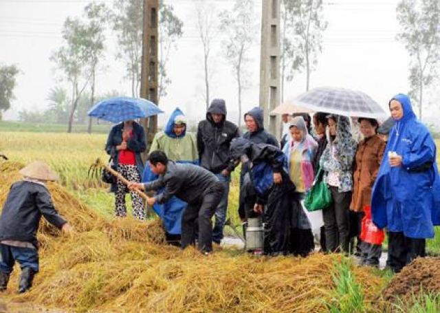Trichoderma có khả năng xử lý rơm rạ ngay tại đồng