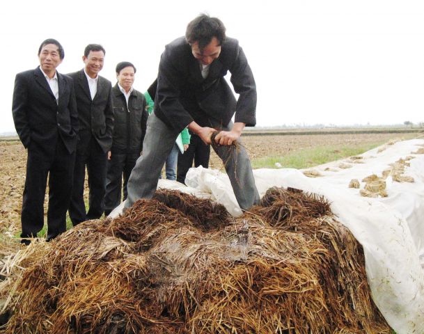 Xử lý rơm rạ sau thu hoạch ở Hải Dương