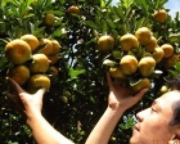 Quýt hồng Lai Vung được cấp chứng nhận nhãn hiệu hàng hóa