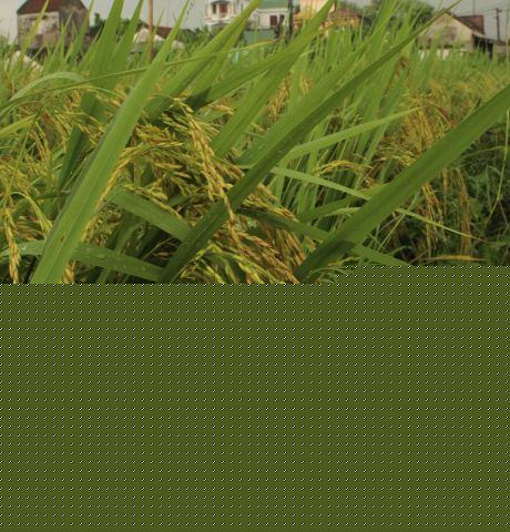 Tỉnh Hải Dương: mở rộng mô hình gieo, cấy lúa không làm đất