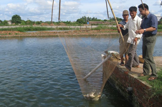 Huyện Gia Lộc mở rộng nuôi thương phẩm cá rô phi dòng Sô Đan