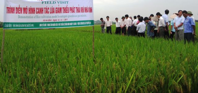 Thâm canh lúa cải tiến theo SRI tại Hải Dương