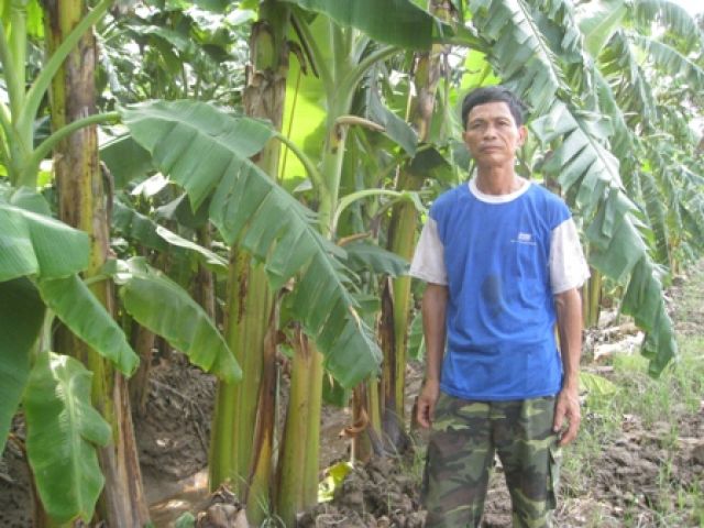 Hiệu quả trồng chuối tây ven sông