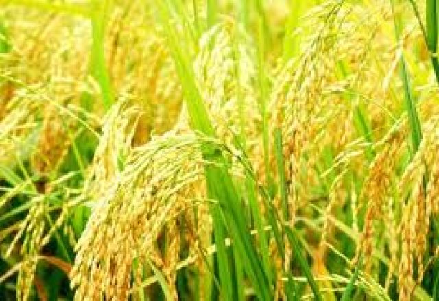 Năng suất lúa Bio 404 vụ mùa đạt gần 80 tạ/ha