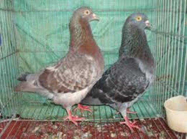 Quy trình kỹ thuật nuôi chim bồ câu Pháp