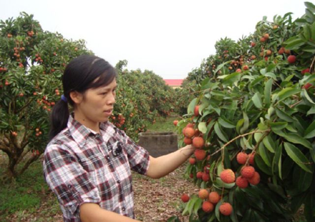 Khuyến cáo nông dân bón kali, phân vi lượng để quả vải to, mã đẹp