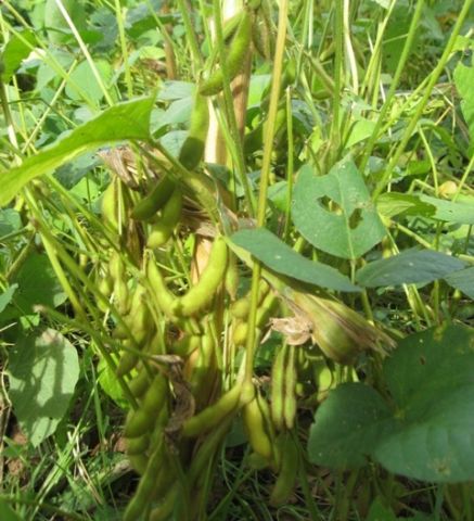 Kỹ thuật trồng đậu tương Đ2101 và Đ8