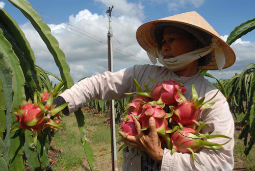 Nguy cơ mất nhiều thương hiệu nông sản Việt