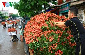 Thanh Hà thắng vụ vải thiều