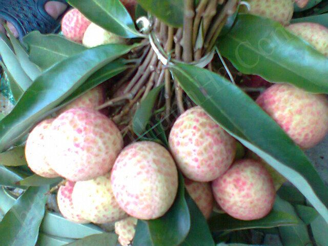 Giá vải u trứng 50 nghìn đồng/kg