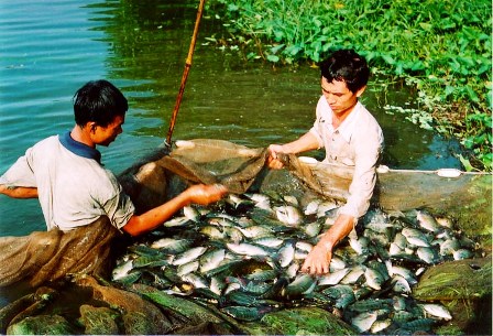 Tứ Kỳ: Áp dụng công nghệ sinh học sản xuất giống cá rô phi đơn tính đực