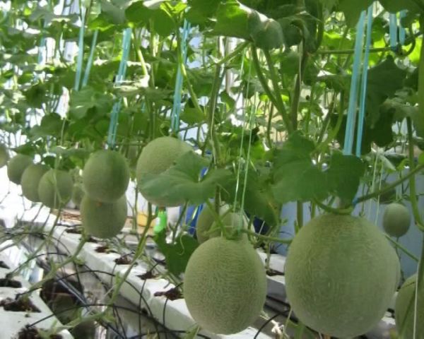 Hiệu quả từ mô hình trồng dưa lưới trong nhà lưới cải tiến