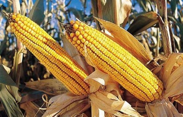 Khử phóng xạ bằng lõi ngô