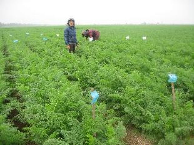 Bộ giống cà rốt trồng vụ đông