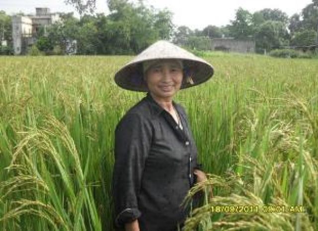 Phun thuốc trừ rầy nâu theo ổ