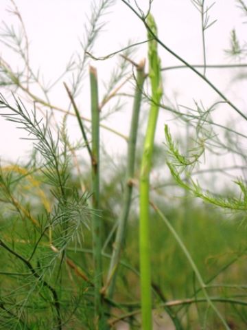 Trồng măng tây-mô hình mới ở xã Minh Hòa, huyện Kinh Môn