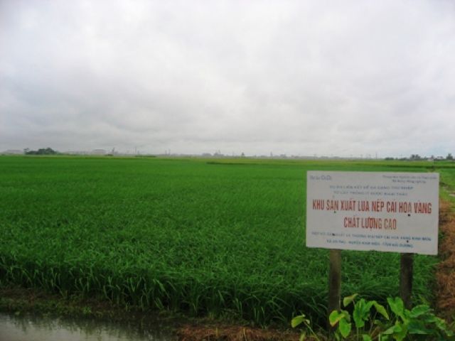 Kinh Môn chuyển đổi cơ cấu cây trồng, vật nuôi theo hướng sản xuất hàng hóa