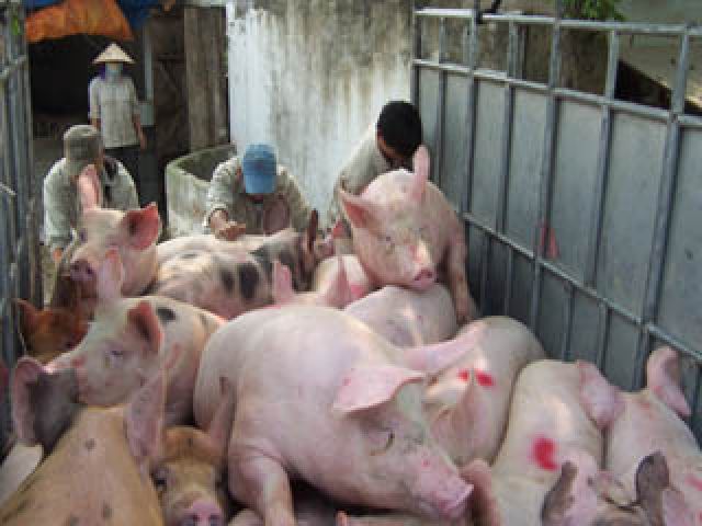 Ngành chăn nuôi đang bị DN nước ngoài chi phối: Ai được lợi?