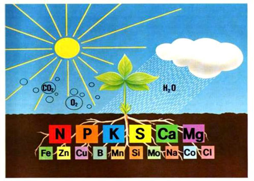 Những lưu ý khi sử dụng ba nguyên tố dinh dưỡng cần thiết nhất cho cây trồng