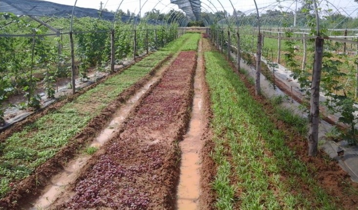 Một số biện pháp kỹ thuật chăm sóc rau màu vụ đông 2016 